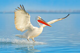 Image. Dalmatian Pelican