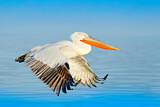 Image. Dalmatian Pelican