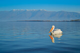 Image. Dalmatian Pelican