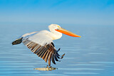 Image. Dalmatian Pelican