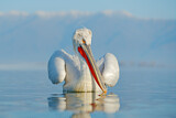 Image. Dalmatian Pelican