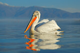 Image. Dalmatian Pelican