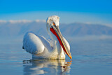 Image. Dalmatian Pelican