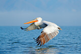 Image. Dalmatian Pelican