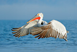 Image. Dalmatian Pelican
