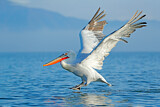 Image. Dalmatian Pelican