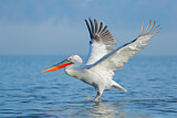 Image. Dalmatian Pelican