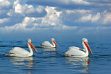 Image. Dalmatian Pelican