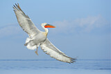 Image. Dalmatian Pelican