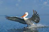 Image. Dalmatian Pelican
