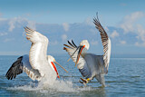 Image. Dalmatian Pelican
