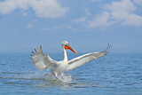 Image. Dalmatian Pelican