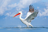 Image. Dalmatian Pelican