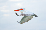 Image. Dalmatian Pelican