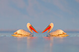 Image. Dalmatian Pelican