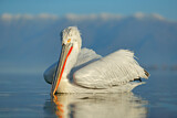 Image. Dalmatian Pelican