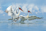 Image. Dalmatian Pelican