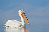 Image. Dalmatian Pelican