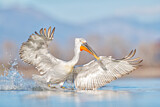 Image. Dalmatian Pelican