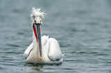 Image. Dalmatian Pelican
