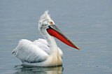 Image. Dalmatian Pelican