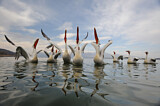 Image. Dalmatian Pelican