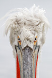 Image. Dalmatian Pelican
