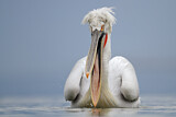 Image. Dalmatian Pelican