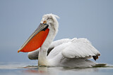 Image. Dalmatian Pelican