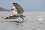 Image. Dalmatian Pelican