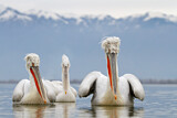 Image. Dalmatian Pelican