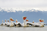 Image. Dalmatian Pelican