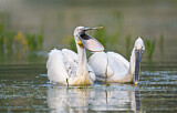 Image. Dalmatian Pelican