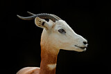 Image. Dama Gazelle