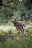 Image. Damhirsch