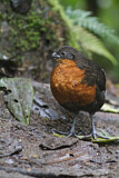 Image. Dark-backed Wood Quail