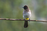 Image. Dark-capped Bulbul