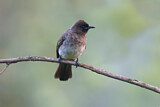 Image. Dark-capped Bulbul