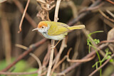 Image. Dark-necked Tailorbird