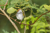 Image. Dark-necked Tailorbird