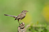 Image. Dartford Warbler