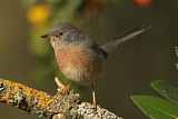 Image. Dartford Warbler