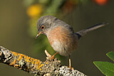 Image. Dartford Warbler