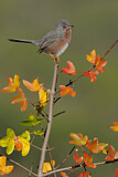 Image. Dartford Warbler