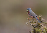 Image. Dartford Warbler