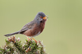 Image. Dartford Warbler