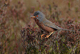 Image. Dartford Warbler