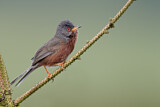 Image. Dartford Warbler