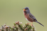 Image. Dartford Warbler