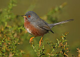 Image. Dartford Warbler